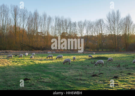 Bury St Edmunds, sheep grazing in the Water Meadows in Bury St Edmunds, Suffolk,UK. Stock Photo
