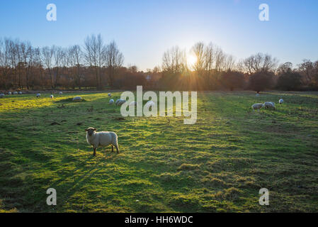 Sheep grazing field, view of sheep grazing in the Water Meadows in Bury St Edmunds, Suffolk,UK. Stock Photo