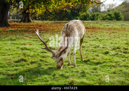 Male fallow deer grazing in parkland Stock Photo