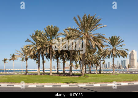 Palm trees in Dubai, United Arab Emirates Stock Photo