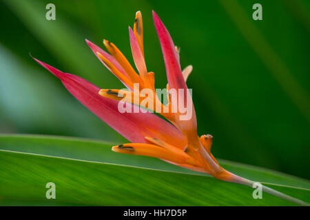 Blooming fire flash (Heliconia densiflora), Amazon rainforest ...