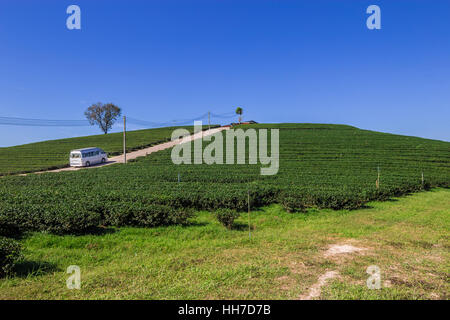 Drive a van in the tea plantation on hill Stock Photo