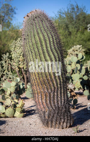 Fishhook barrel cactus (Ferocactus wislizeni), Tucson, Arizona, USA Stock Photo