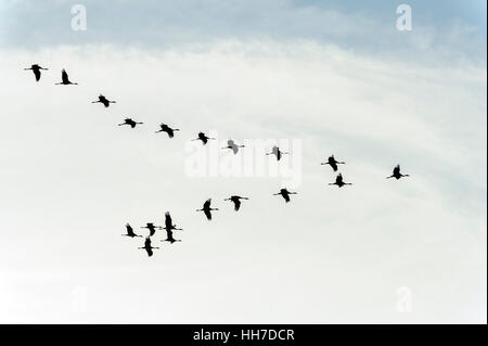 Flock of Eurasian cranes (Grus grus) flying in formation, Zingst, Mecklenburg-Western Pomerania, Germany