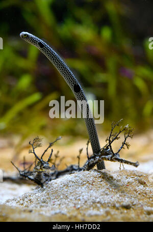 Spotted garden eel (Heteroconger hassi), captive Stock Photo