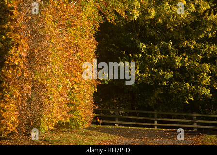 Autumn Beech hedge and cockerel, near Bardon Mill, Northumberland Stock Photo