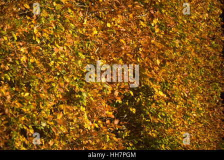 Autumn Beech hedge, near Bardon Mill, Northumberland Stock Photo