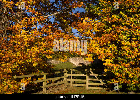 Autumn Beech hedge and stone bridge, near Bardon Mill, Northumberland Stock Photo