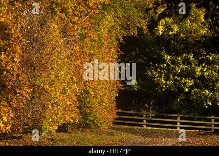 Autumn Beech hedge, near Bardon Mill, Northumberland Stock Photo