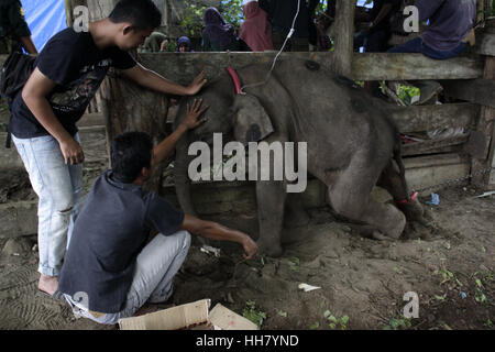 Aceh, Indonesia. 17th January 2017. Vets try to take care of a Sumatran baby elephant at Eastern District Forest in Aceh, Indonesia, Jan. 17, 2017. Credit: Xinhua/Alamy Live News Stock Photo