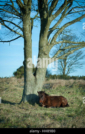 A pony asleep under a tree at Cissbury Ring in the South Downs National Park, West Sussex, England. Stock Photo