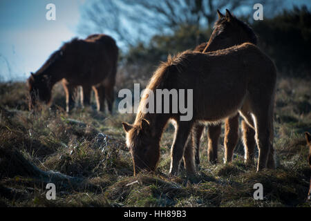 Ponies eat grass in the winter sun on a cold day at Cissbury Ring in the South Downs National Park, West Sussex, England. Stock Photo