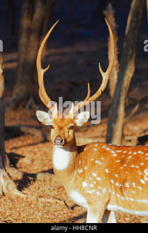An Indian Red Spotted Deer with magnificent antlers stands in the morning sun in Ranthambore, India. Stock Photo