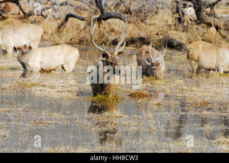 Sambar deer stand in a lake eating reeds and other grasses Stock Photo