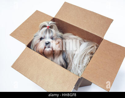 Shih tzu dog sitting in cardboard box. Postal gift concept. On white background. Stock Photo
