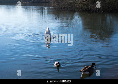 white swan diving for food  in  South Norwood County Park Lake in south London England Stock Photo