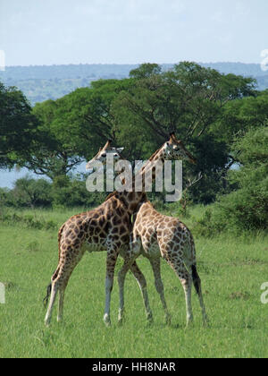 africa, confrontation, uganda, beautiful, beauteously, nice, tree, fight, Stock Photo