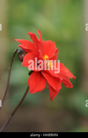 Dahlia 'Bishop of Llandaff' Stock Photo