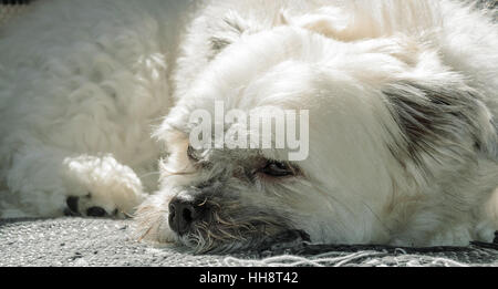 White dog resting on sofa Stock Photo
