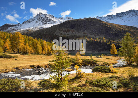 Larch forest in autumn, Lago di Val Viola, Corno di Dosdè mountain, Val di Campo, Grisons Canton, Switzerland Stock Photo