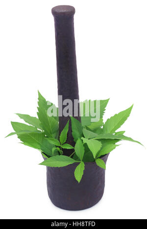 Medicinal Vitex Negundo in mortar with pestle Stock Photo