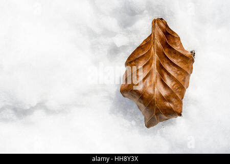 Brown Fine Texture Leaf on White Snow Background Stock Photo