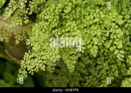 Green leaf with a pattern. Stock Photo