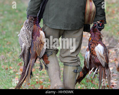 Pheasant shot on a game shoot are carried away after collection Stock Photo