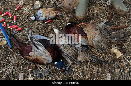 Dead pheasnats lie next to spent cartridges on a game shoot in southern England Stock Photo