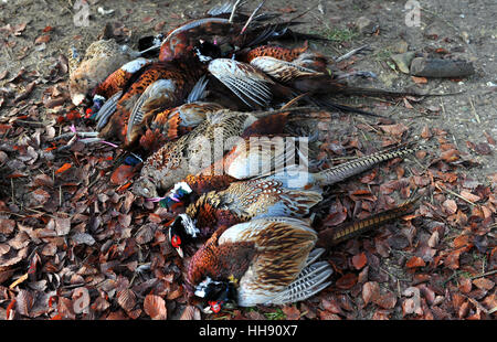Dead pheasants and partridge lie on the ground during a game shoot in southern England Stock Photo