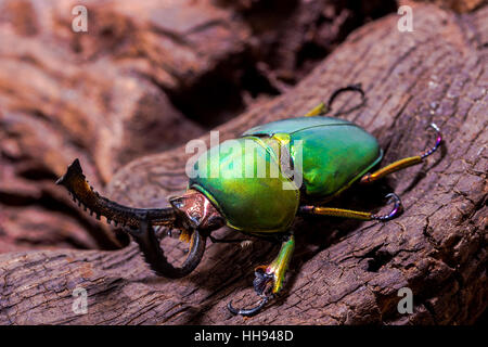 Green Stag Beetle (Lamprima adolphinae) Beetle on the stump wood Stock Photo