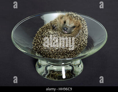 mammal, hedgehog, unrolled, glassy, cup, beautiful, beauteously, nice, studio Stock Photo