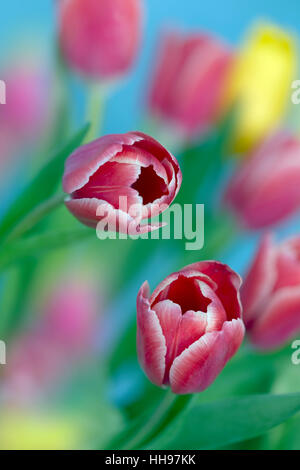 Tulips in flower Spring photographed using soft focus technique Stock Photo