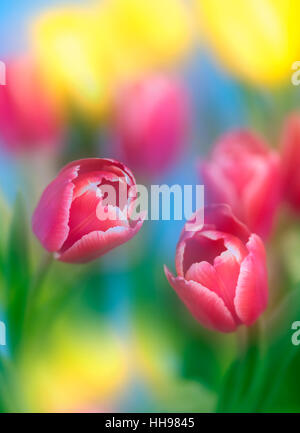 Tulips in flower Spring photographed using soft focus technique Stock Photo