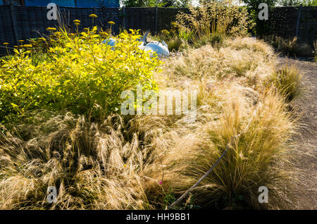 Ornamental grasses in a semi-wild garden in UK Stock Photo