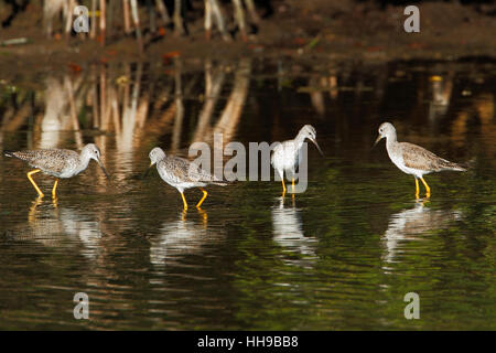 Greater Yellowlegs (Tringa melanoleuca) group of four,  Ding Darling NWR, Florida, USA Stock Photo