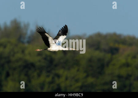 Wood stork (Mycteria americana) flying against mangrove trees,  Ding Darling NWR, Florida, USA Stock Photo