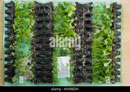 Perennial plug plants as delivered, once opened, by mail order in UK Stock Photo