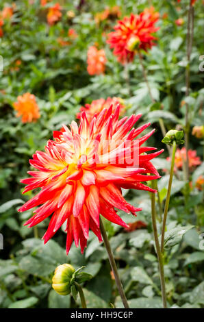 Dahlia Karma Bon Bini flowering in September in the UK Stock Photo