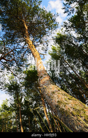 Pine Tree Harvest top view of scots pine tree isolated on white Stock Photo Pine Tree Harvest top view of scots pine tree isolated on white Stock Photo