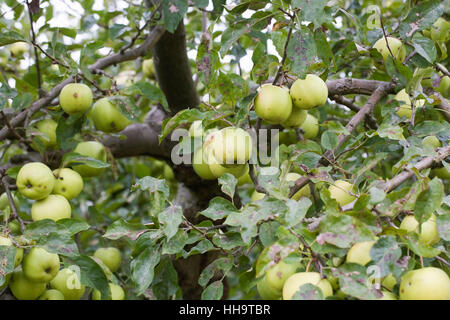 "Malus domestica Golden Delicious" growing in an English orchard. Stock Photo