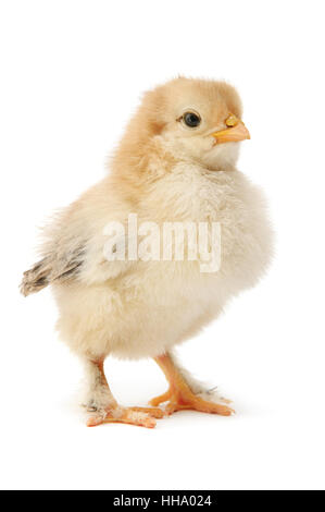 beautiful chicken isolated on white Stock Photo