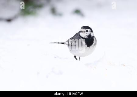 Pied wagtail in snow Stock Photo