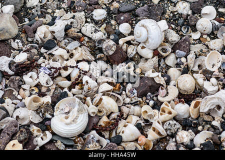 colored stones shells and seaweed on the shore, abstract nature background Stock Photo