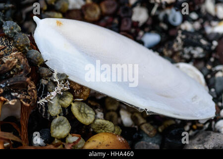 colored stones shells and seaweed on the shore, abstract nature background Stock Photo