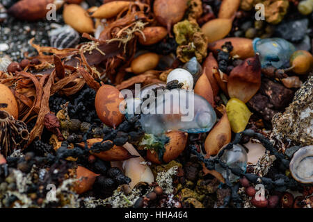 colored stones shells and seaweed on the shore, abstract nature background Stock Photo
