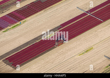 Development of an automation system called 'Speed-Flower', for the potting and harvesting directly on the open-air surfaces, Stock Photo