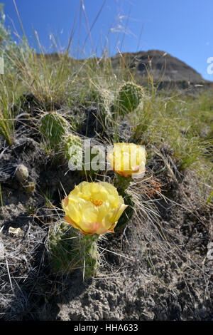 Prickly Pear Cactus in flower - Opuntia polyacantha