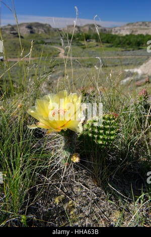 Prickly Pear Cactus in flower - Opuntia polyacantha