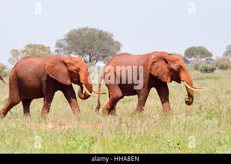 Two Red Elephants isolated in the savanna of Tsavo East Park in Kenya Stock Photo